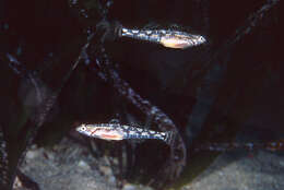 Image of Quagga Goby