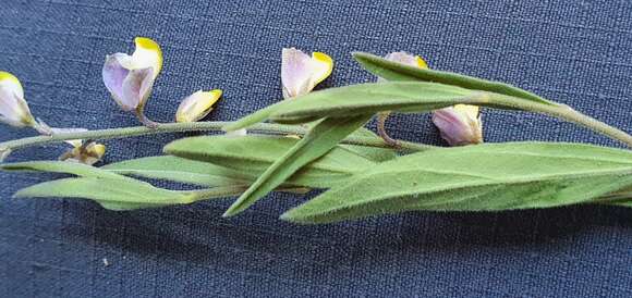 Image of velvetseed milkwort