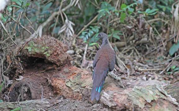 Image of Mountain Peacock-Pheasant