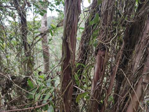 Plancia ëd Cryptopus elatus (Thouars) Lindl.