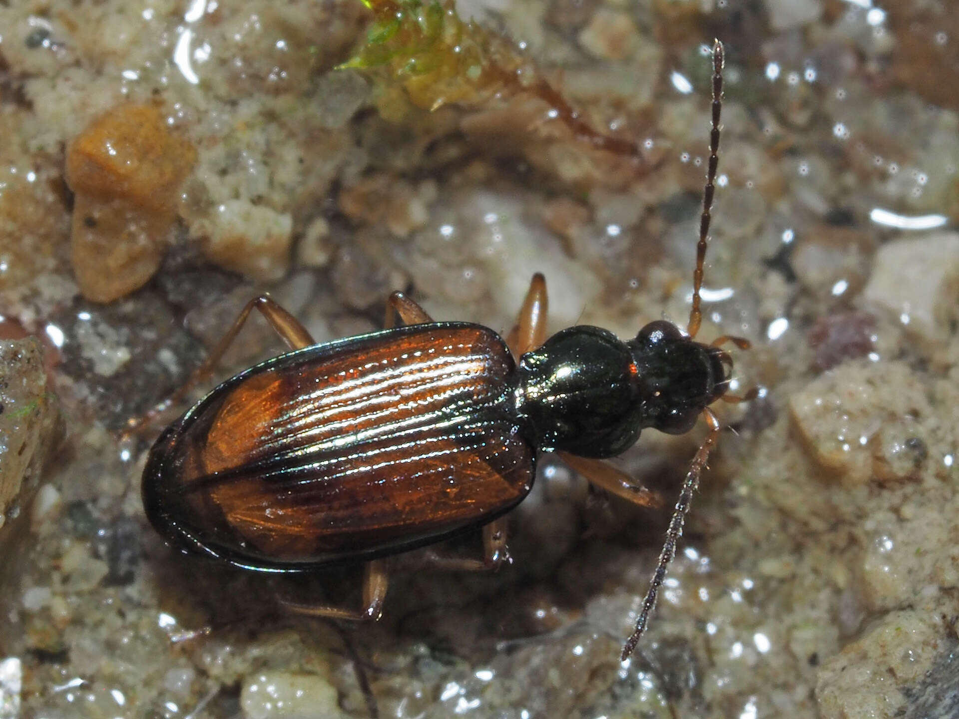 Image de Bembidion (Euperyphus) testaceum (Duftschmid 1812)