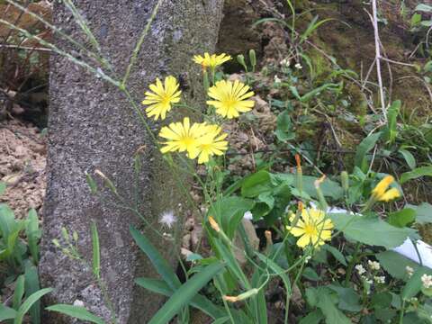 Image of Ixeris chinensis (Thunb.) Kitag.