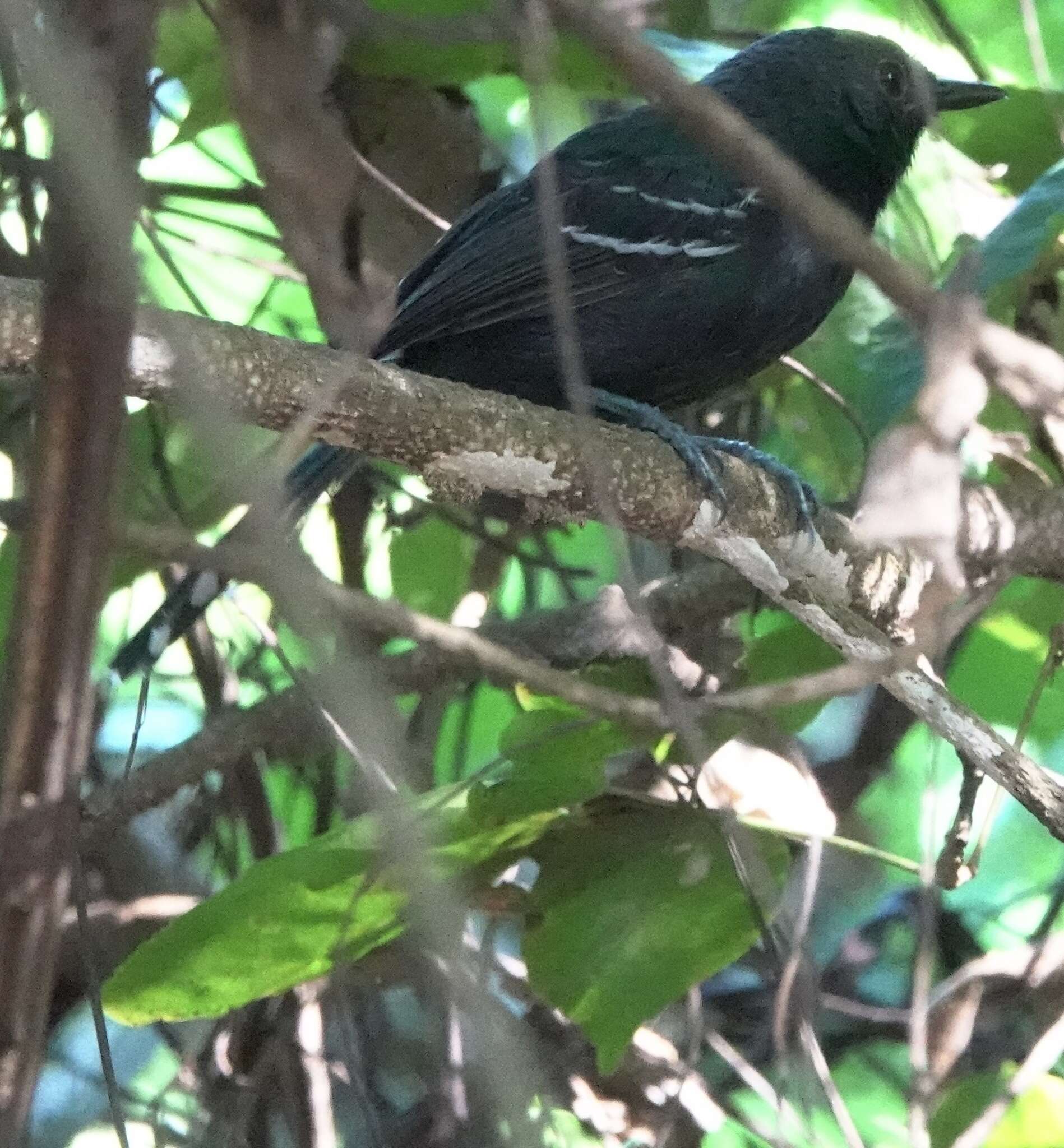 Image of Rio Branco Antbird