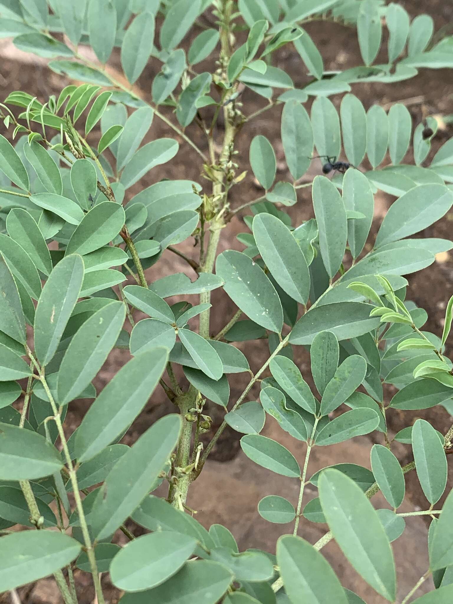 Image of Indigofera tinctoria subsp. arcuata (J. B. Gillett) Schrire