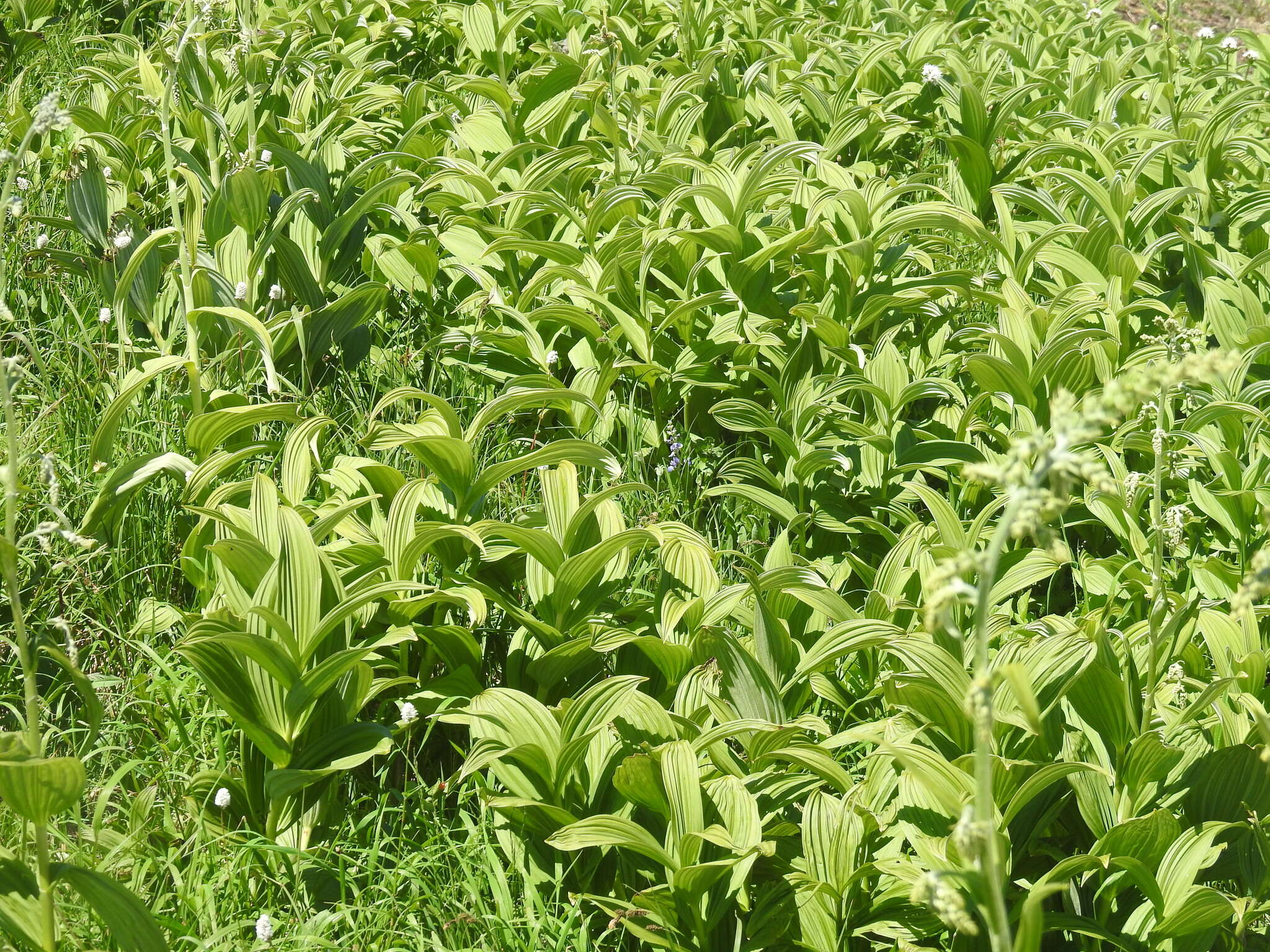 Image of Veratrum viride var. eschscholtzianum (Schult. & Schult. fil.) Breitung