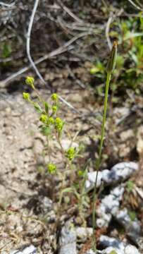 Слика од Madia exigua (Sm.) Greene