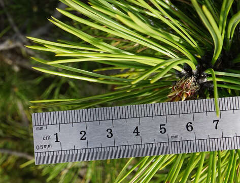 Pinus nigra subsp. nigra resmi