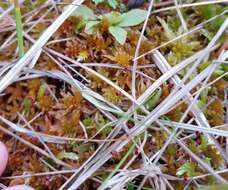 Sphagnum subfulvum Sjörs 1944的圖片