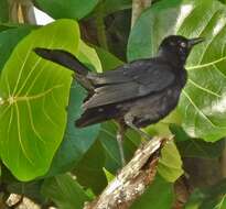 Image of Carib Grackle