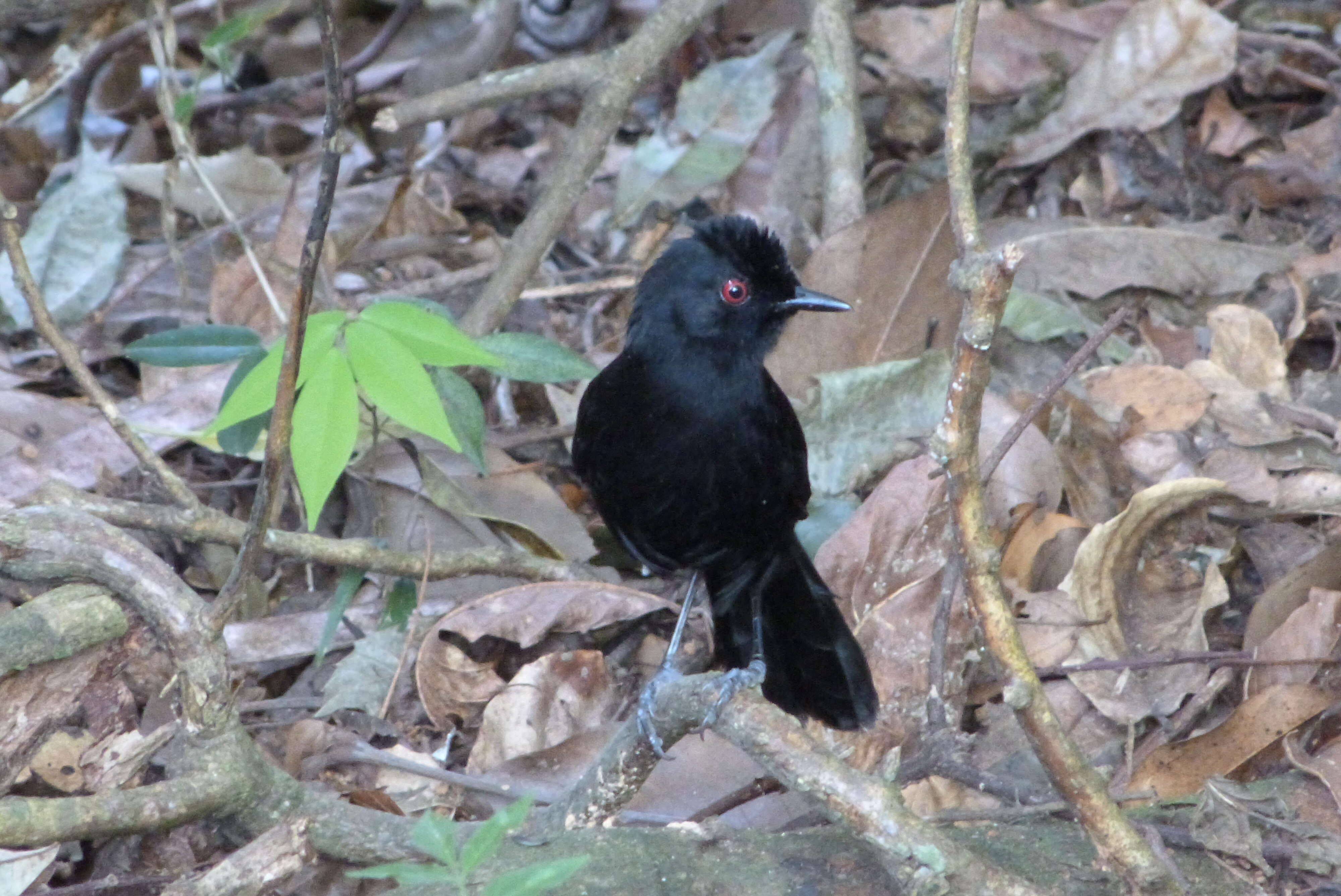 Image of Blue-billed Black Tyrant