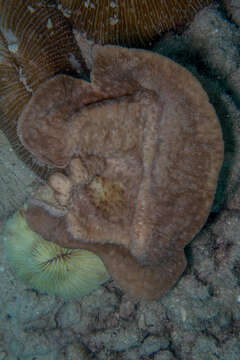 Image of bracket coral