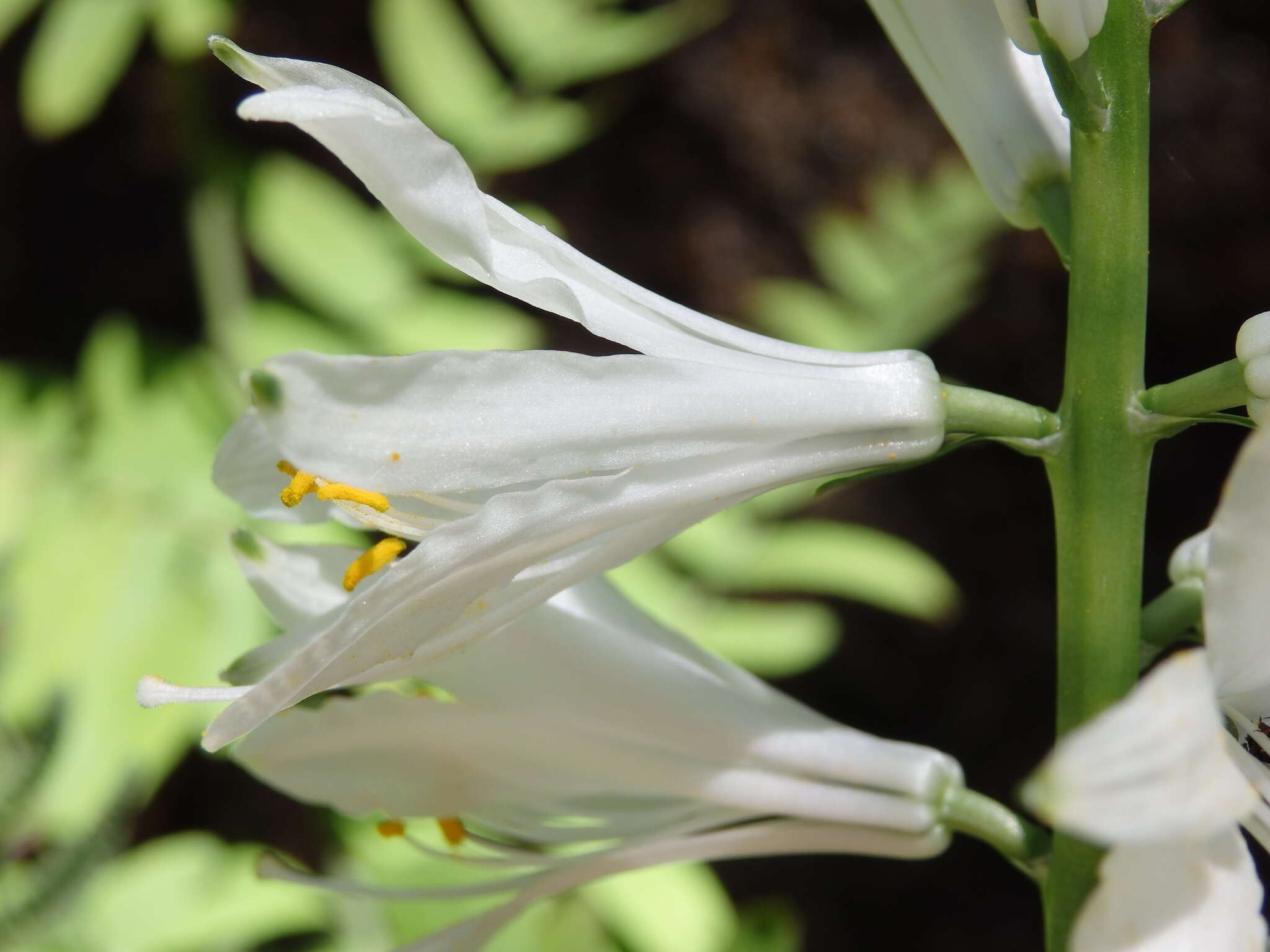 Image of Paradisea lusitanica (Cout.) Samp.