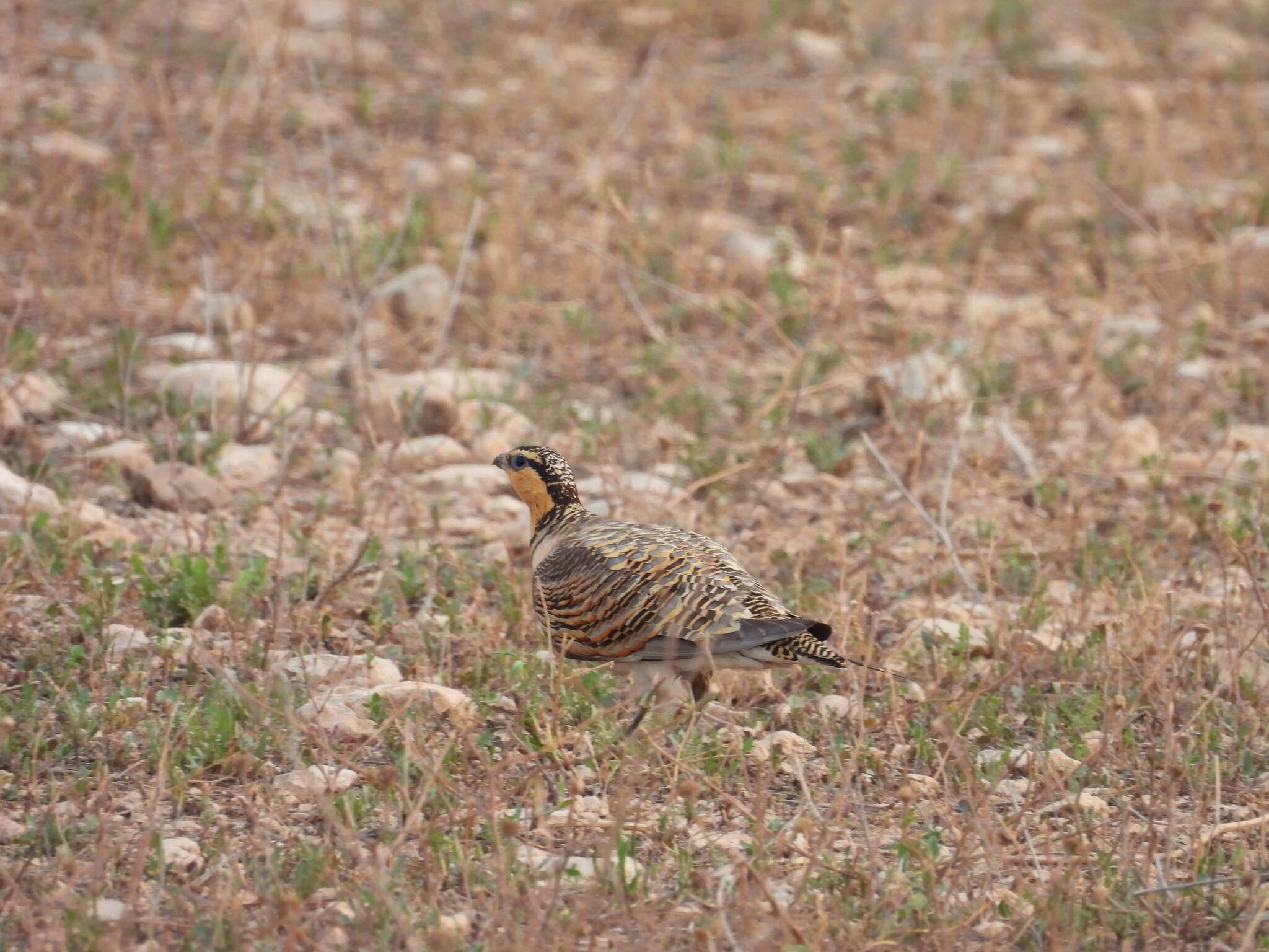 Image of Pin-tailed Sandgrouse