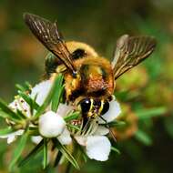 Plancia ëd Xylocopa aeratus (Smith 1851)