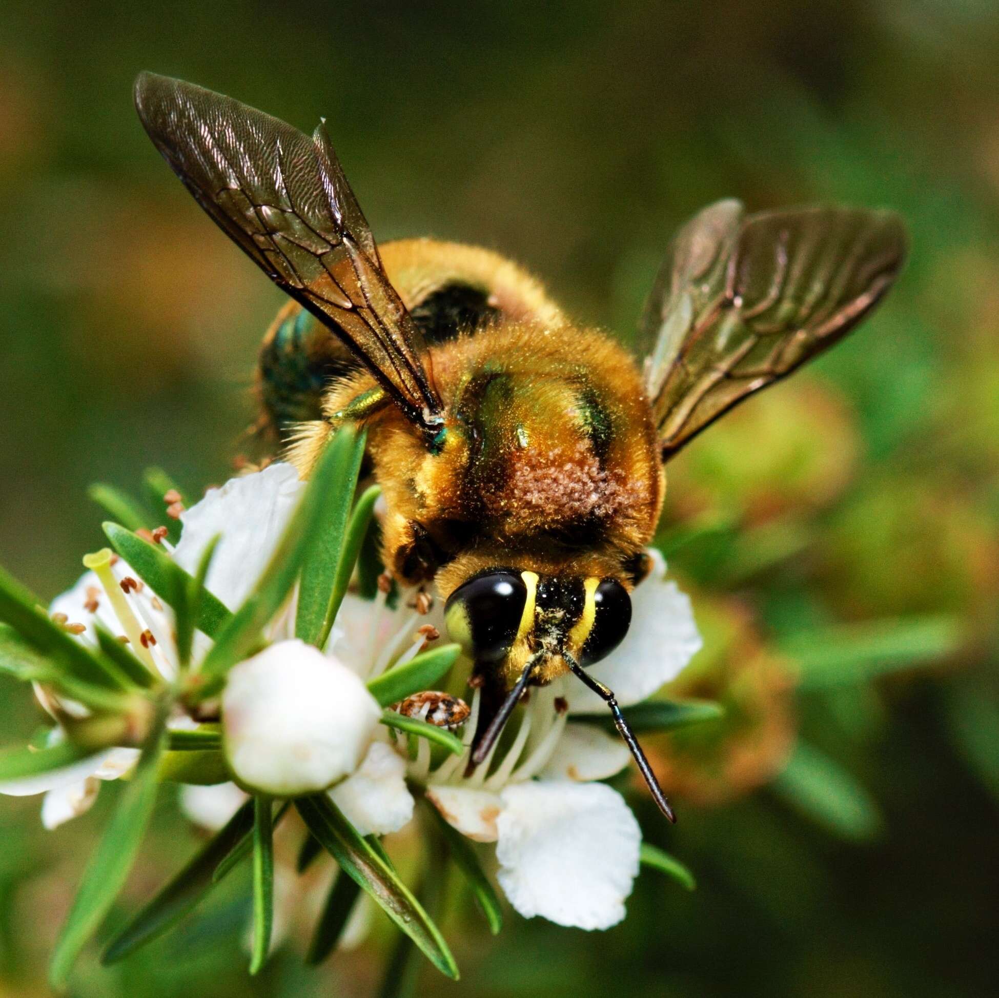 Plancia ëd Xylocopa aeratus (Smith 1851)