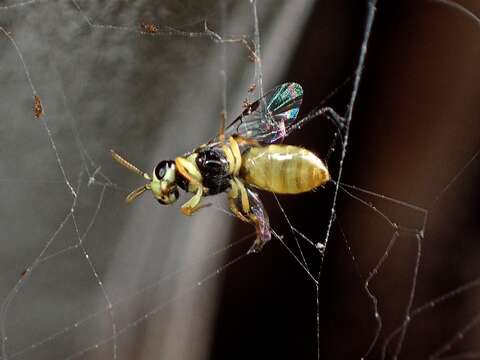 Image of Hylaeus chlorosomus (Cockerell 1913)