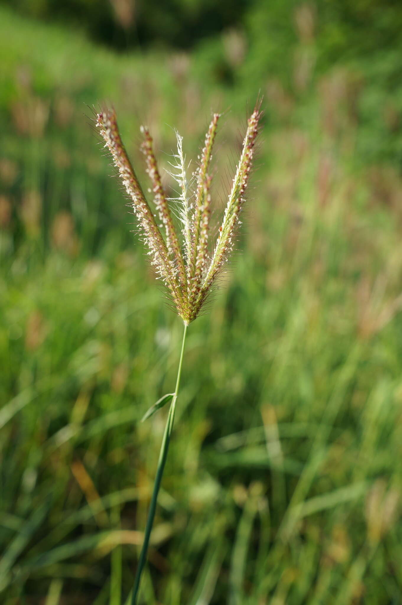 Imagem de Chloris barbata Sw.