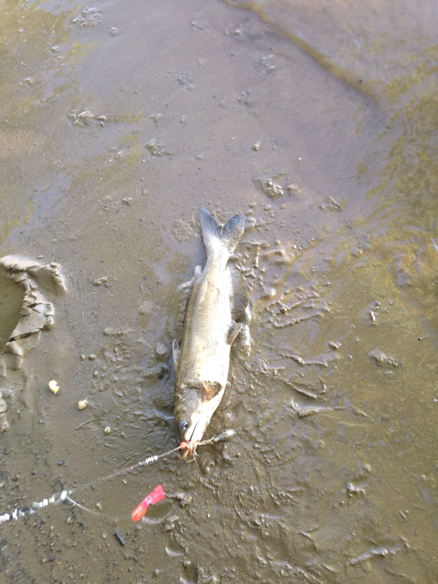 Image of channel catfish