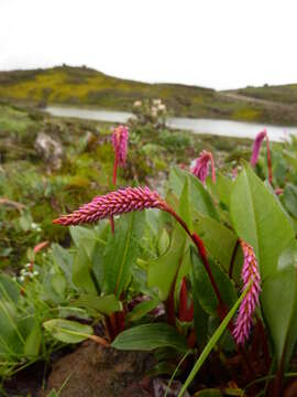 Image of Bistorta macrophylla (D. Don) Sojak