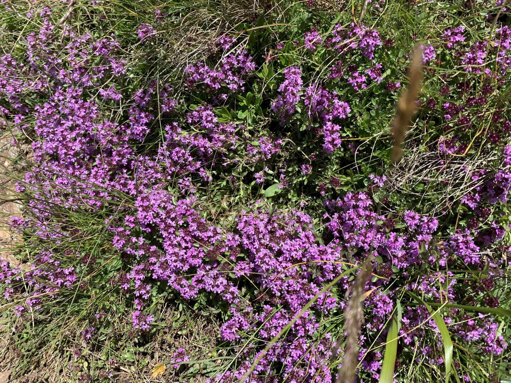 Image of Thymus praecox subsp. polytrichus (A. Kern. ex Borbás) Jalas