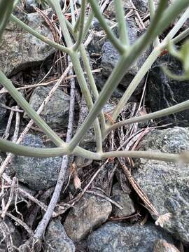 Image of Wenatchee desertparsley