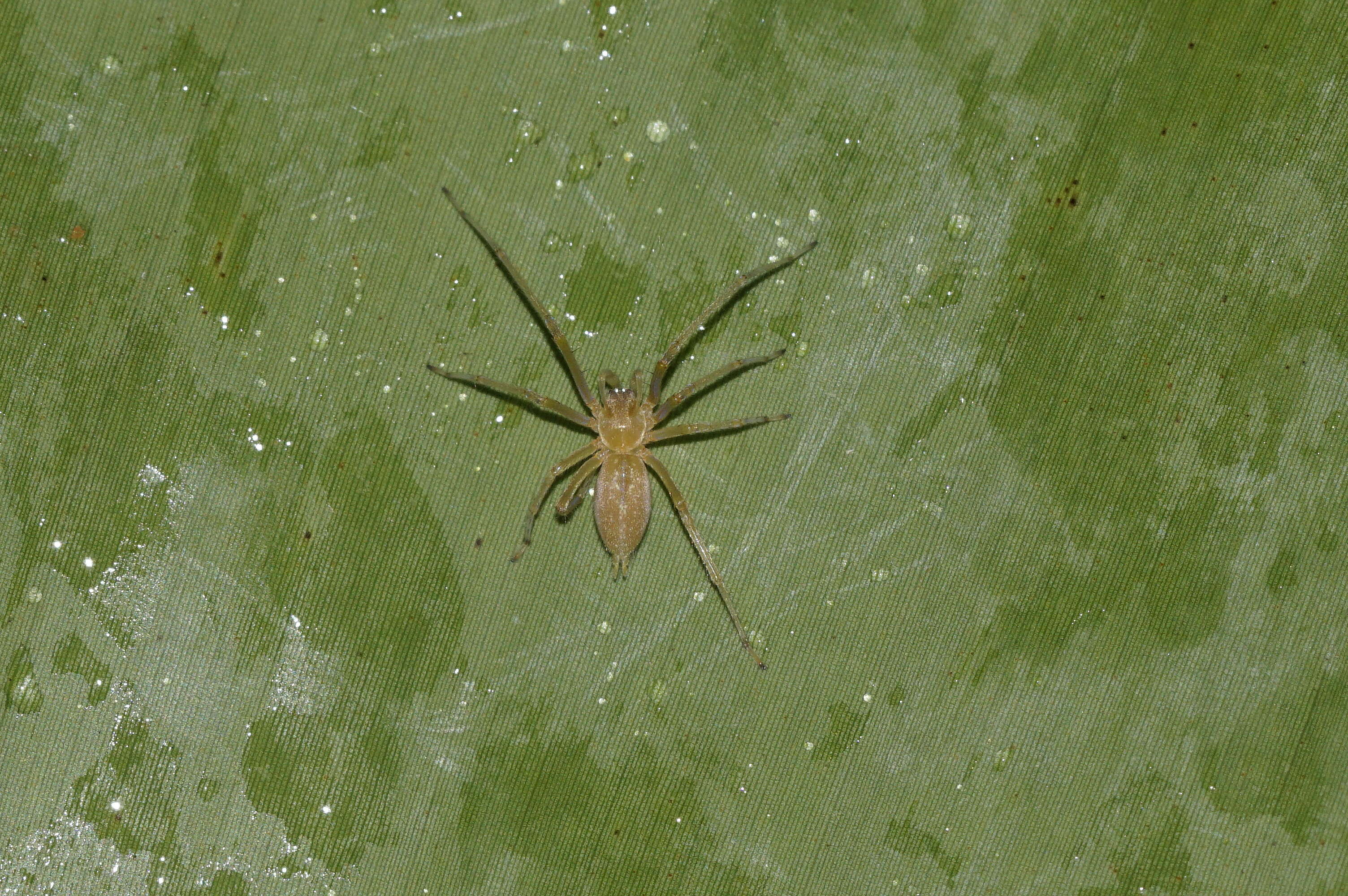 Слика од Cheiracanthiidae