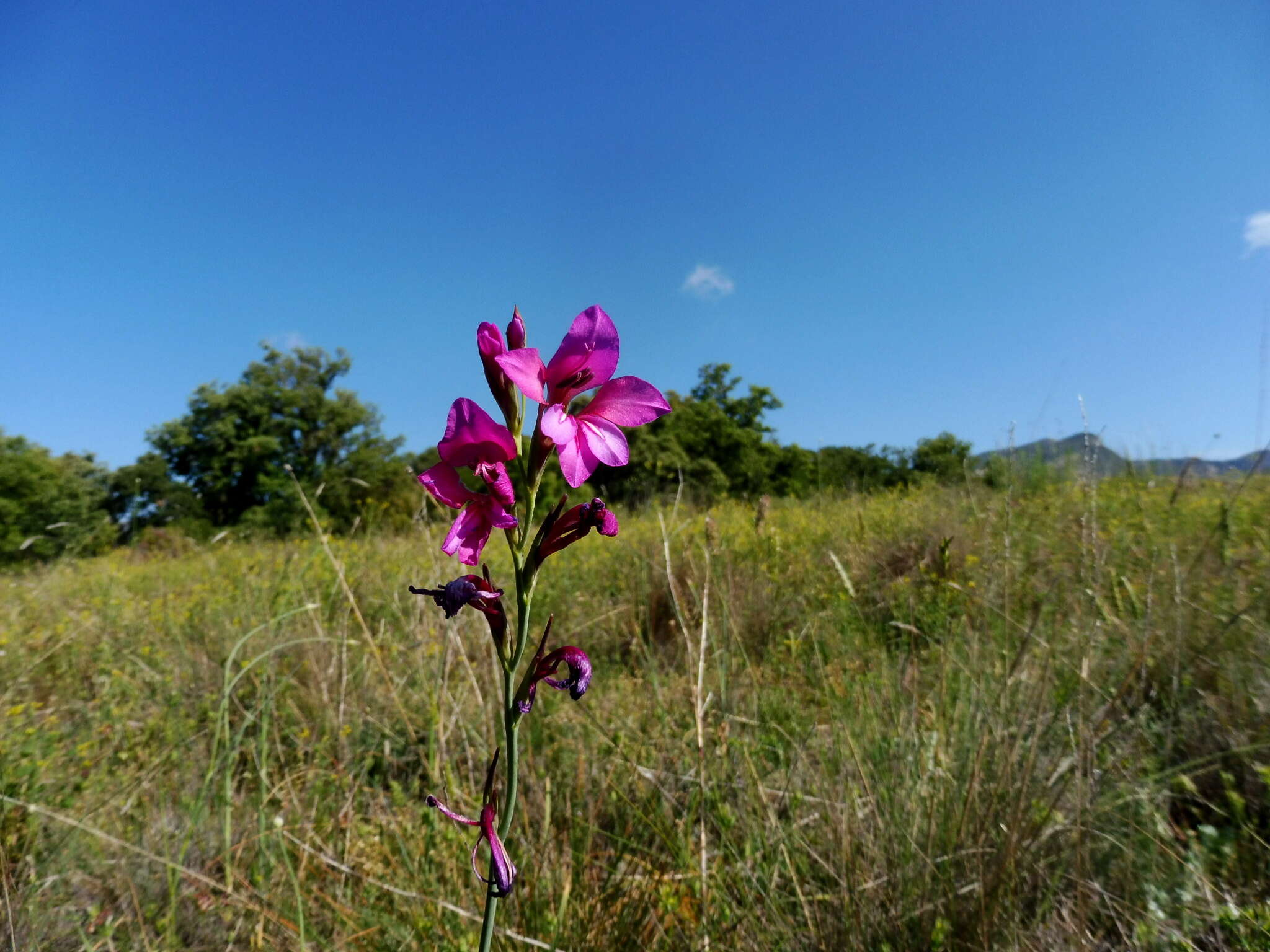 Image of Common Sword Lily