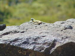 Image of Phymaturus loboi Troncoso-Palacios, Ferri-Yáñez, Laspiur & Aguilar 2019