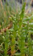 Image of glasswort