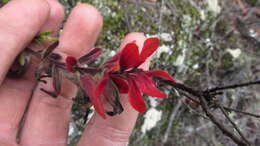 Image of Castilleja fissifolia L. fil.