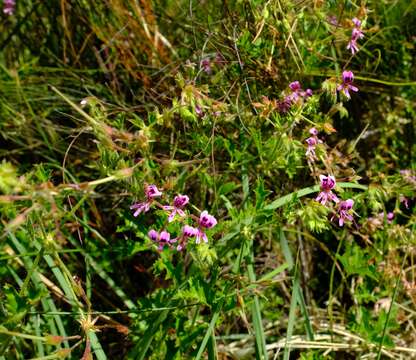 Image of Pelargonium sublignosum Knuth