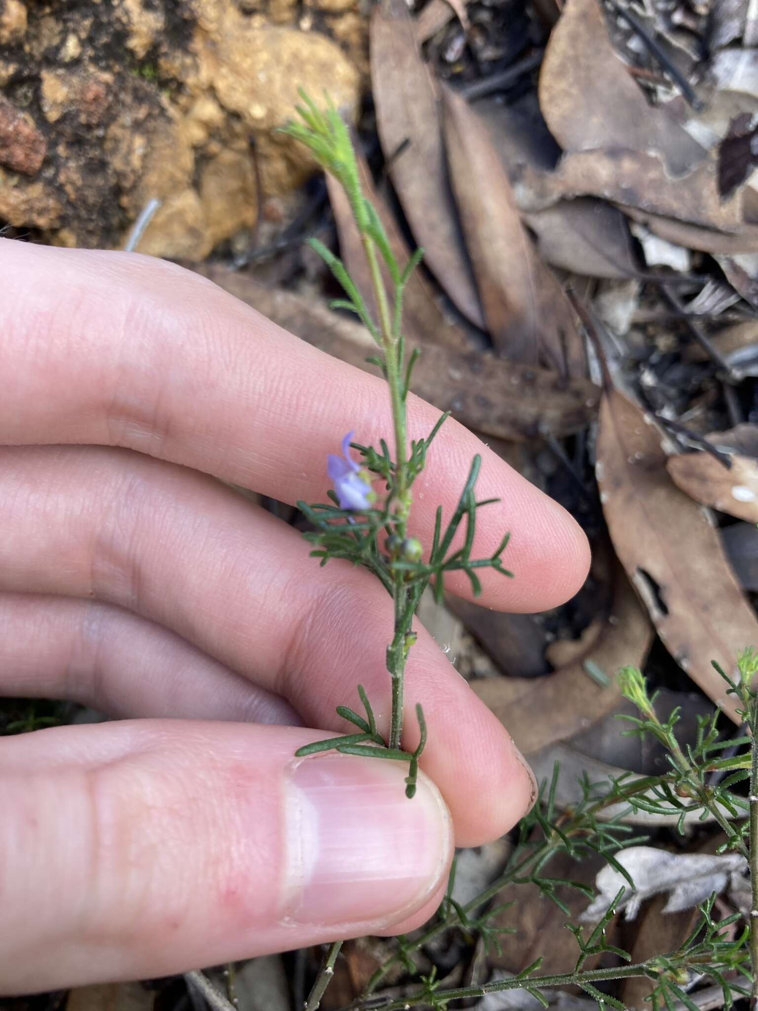 Image of Cyanothamnus ramosus subsp. lesueuranus