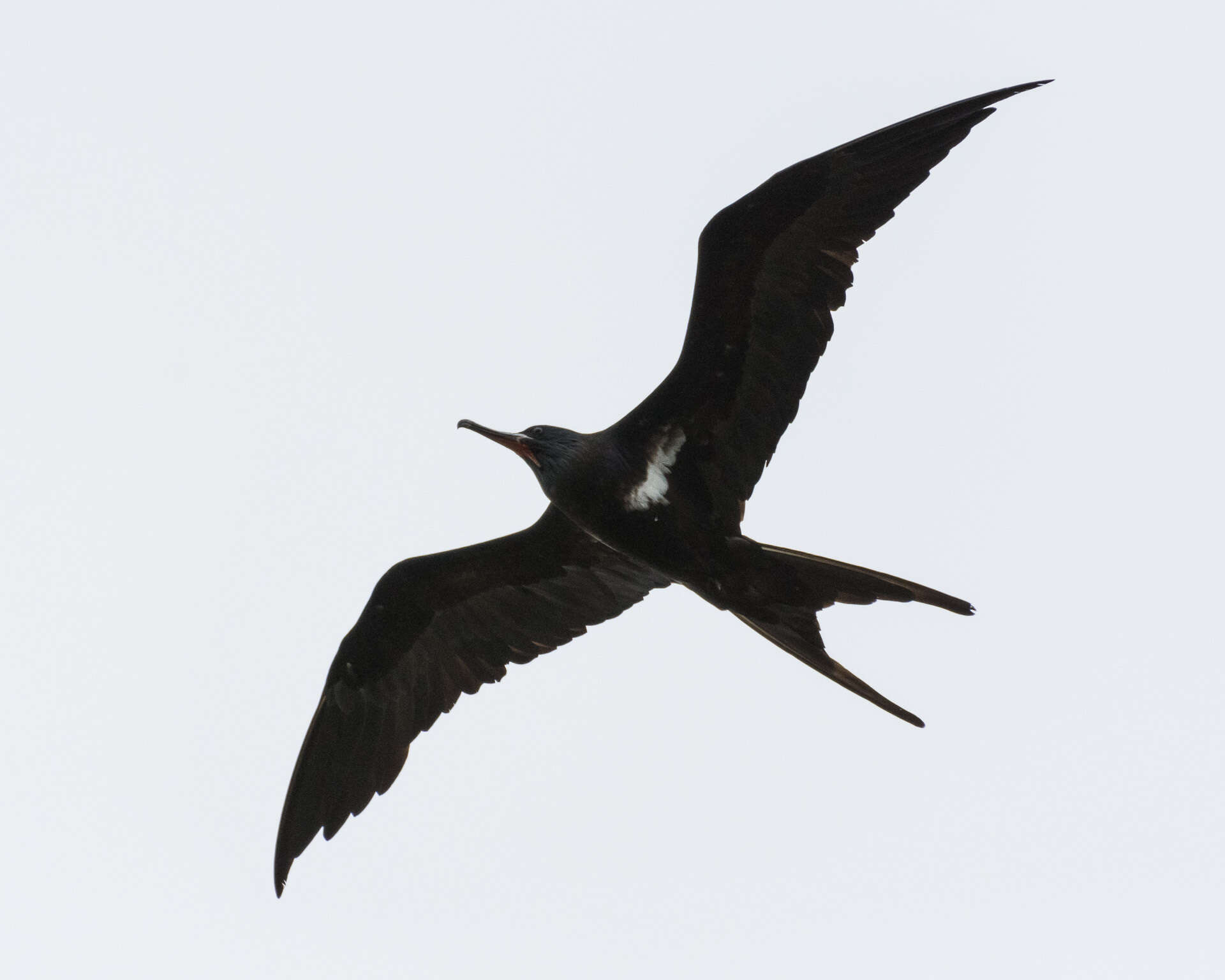Image of Lesser Frigatebird