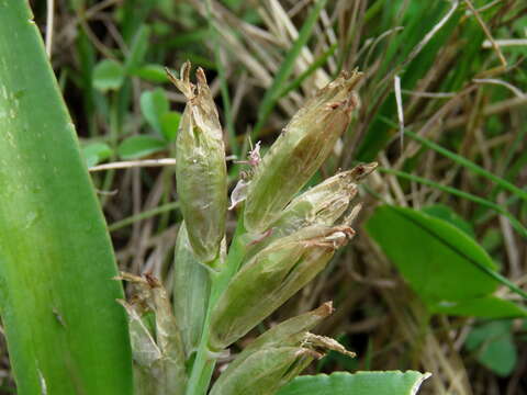 Imagem de Lachenalia reflexa Thunb.