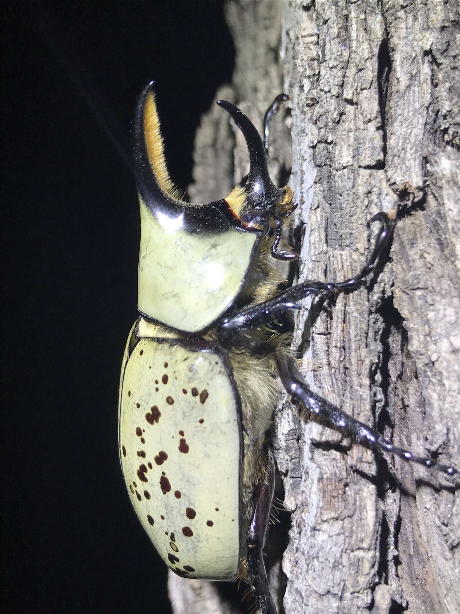 Dynastes grantii Horn 1870 resmi