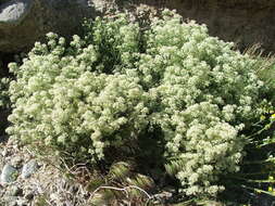 Image de Lepidium fremontii S. Watson