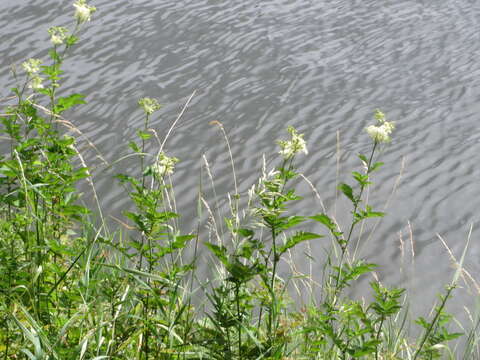 Image of Meadowsweet