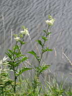 Image of Meadowsweet