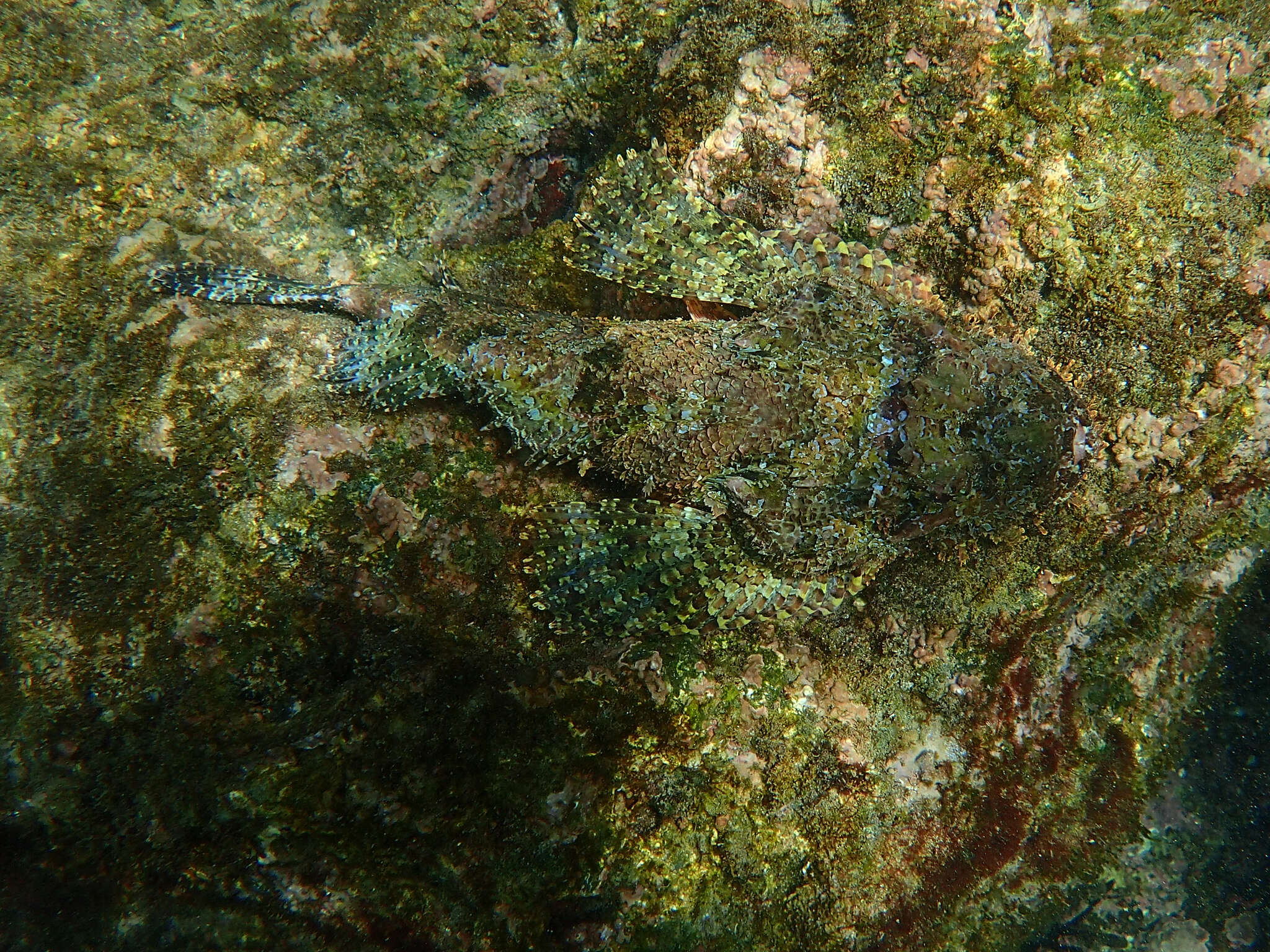 Image of Pacific Spotted Scorpionfish