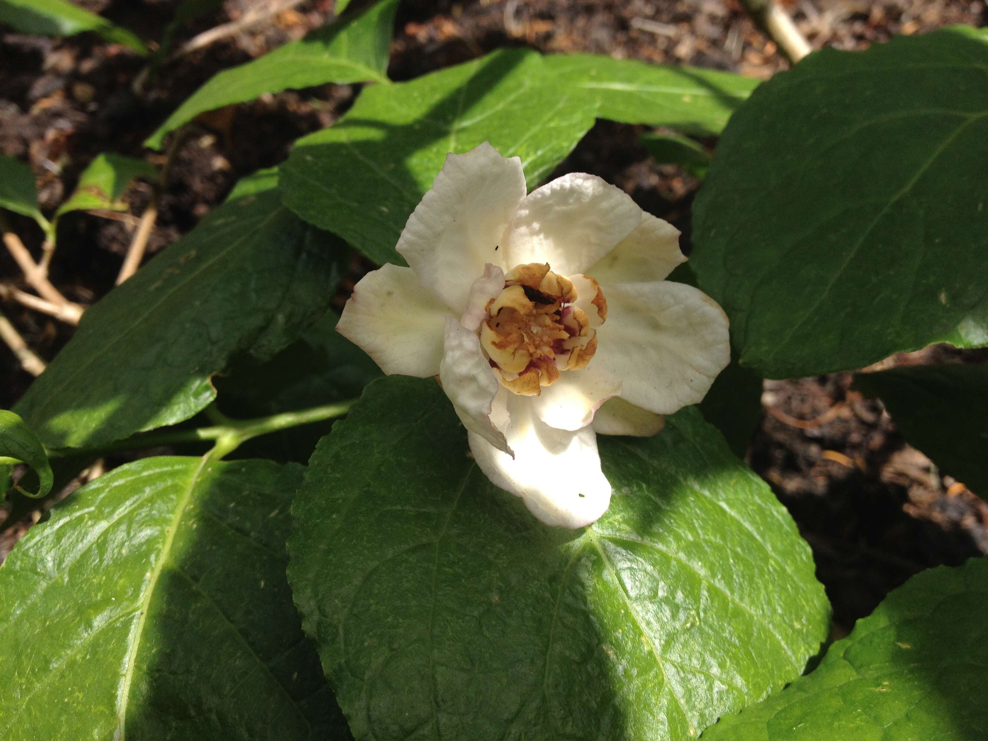 Image de Calycanthus chinensis Cheng & S. Y. Chang