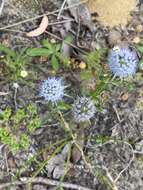 Image of Eryngium pinnatifidum Bunge