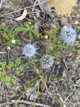 Image of Eryngium pinnatifidum Bunge