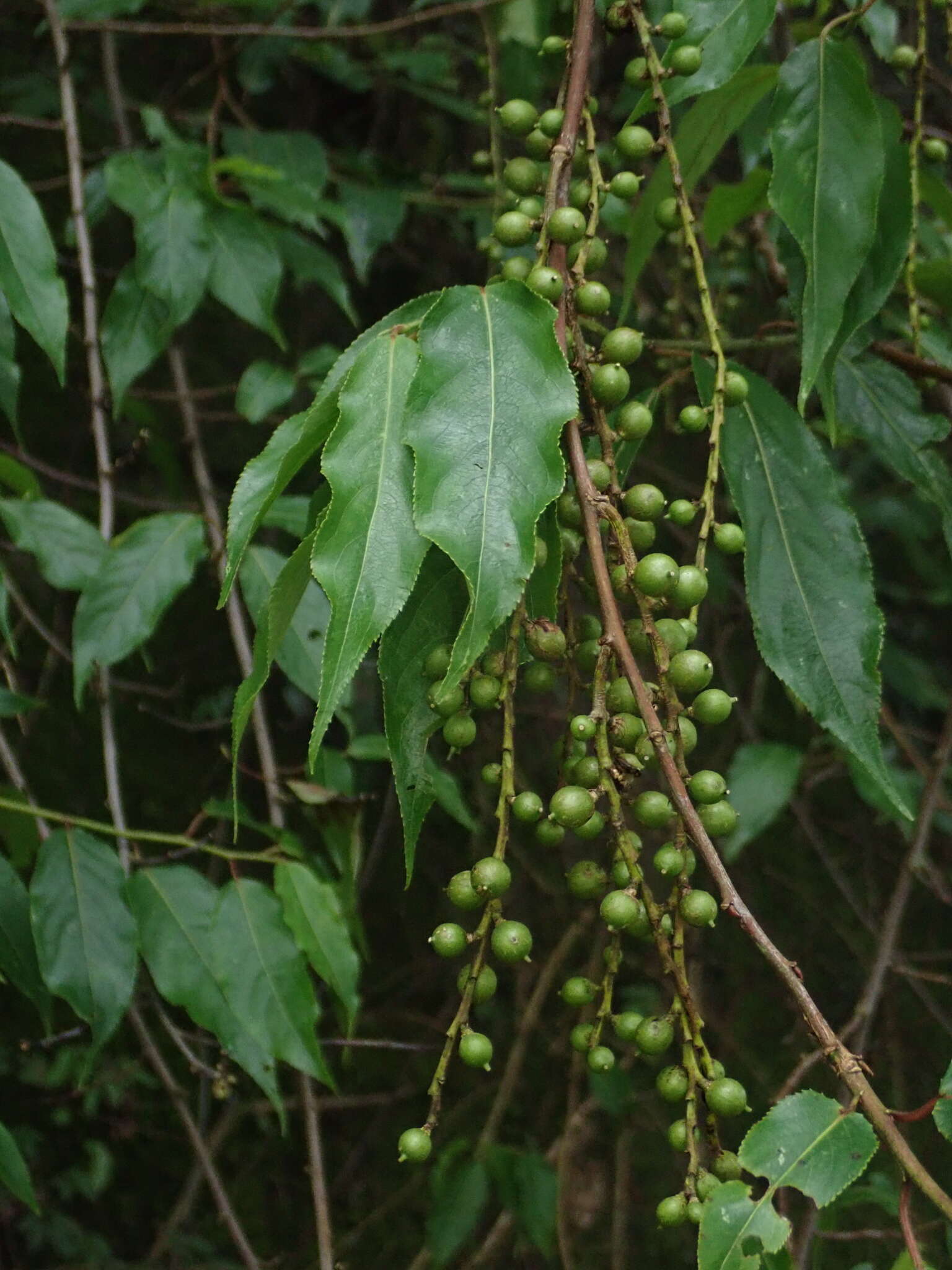 Image of Stachyurus himalaicus Hook. fil. & Thoms. ex Benth.