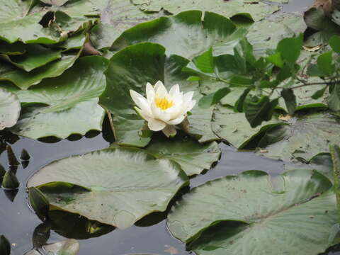 Image of European white waterlily