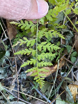 Image of Reeves' bladderfern