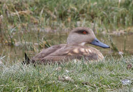 Image of Andean Crested Duck