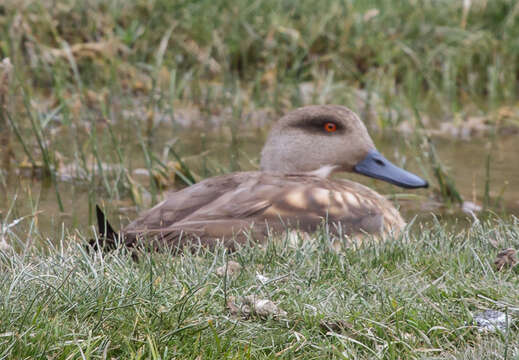 Image of Andean Crested Duck