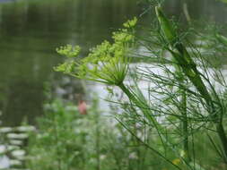 Image of dill