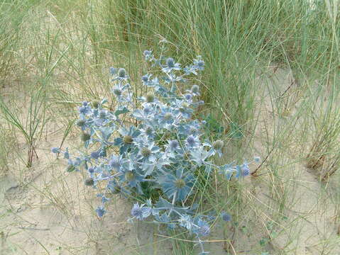 Image of sea-holly