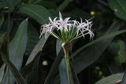 Image of Mangrove lily